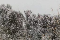 黑龙江漠河下雪了