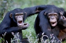 游客不文明行为被黑猩猩学去了