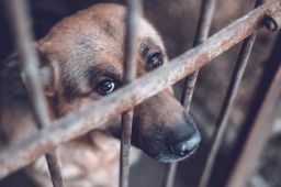 记者调查虐杀小动物血色交易链