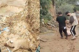 山西一村民50多头猪被落石砸死