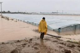 陕西老汉看自家枣地被淹 红了眼眶