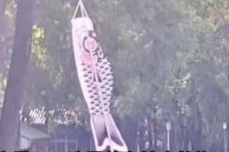 导游举鲤鱼旗参观中山陵被怒斥