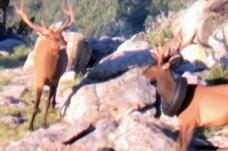 野生麋鹿戴了2年的轮胎被取下