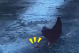 母鸡路过收费站下完蛋拔腿就跑