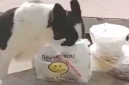 高校流浪狗常偷学生外卖藏着吃