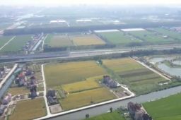 袁隆平念念不忘的海水稻新米要上市