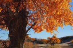 传播链背后：为何老人爱去西北线?