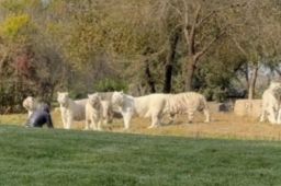 野生动物园一游客擅自下车冲向虎群