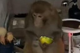 猴子闯入女生寝室大闹天宫