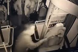 老人嫌公交开太慢打晕驾驶员