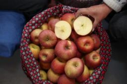 1个苹果摊与2起家庭聚集性疫情