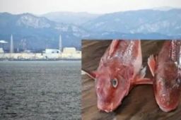 日本福岛民众担心核辐射不敢吃鱼