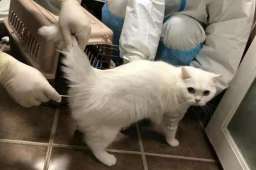 防疫人员给隔离猫咪送罐头测核酸
