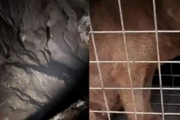 小狗掉50米深洞6年后被救出