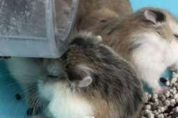 香港一宠物店11只仓鼠样本阳性