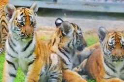 苏州4胞胎华南虎定名“日月星辰”