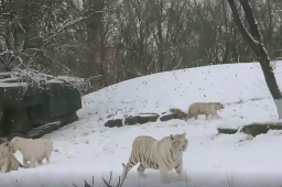 迎虎年 动物园老虎在雪地撒欢儿