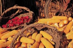 多国打响“粮食保卫战”