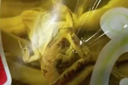 酸豆角中现青蛙 厂家315后已倒闭