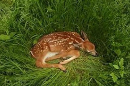 新冠在北美鹿群传播 意味着什么