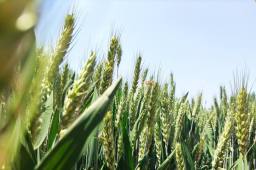 河北种粮大户70亩麦田一夜间被毁