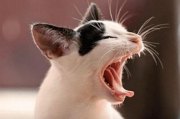 泰国报告全球首例新冠“猫传人”