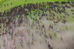 新疆出现万马奔腾场景