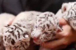 孟加拉白虎产4仔1只没墨了