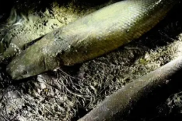 河南汝州怪鱼捕获！为一雄一雌两条