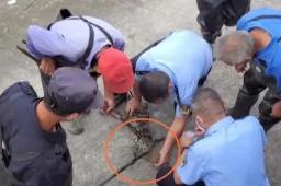 上海黄浦江畔的鳄鱼抓到了