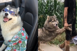 第一批带狗回老家的人已被狗遛疯