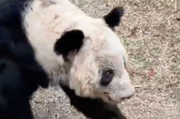 在美华人称见到丫丫感觉非常震撼