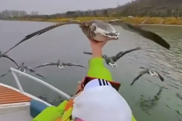 大雁与快艇齐飞任由游客抚摸