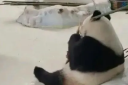饲养员用竹竿打熊猫暖暖 园方回应