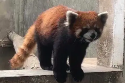 警方破获大案解救63只小熊猫