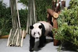 丫丫回到北京动物园 暂不对外展出