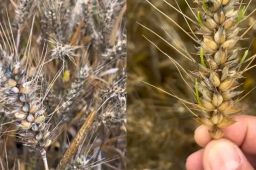 小麦因下雨发芽 农户哭诉损失惨重