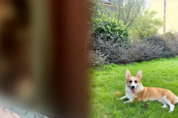 网传男子砍杀柯基威胁妻子 妇联回应