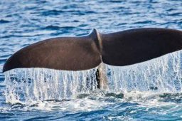 抹香鲸尸体中被发现9.5公斤龙涎香
